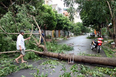 A fallen tree across a street in Ninh Binh Province in aftermath of Typhoon Son Tinh (Photo: SGGP) A fallen tree across a street in Ninh Binh Province in aftermath of Typhoon Son Tinh (Photo: SGGP)